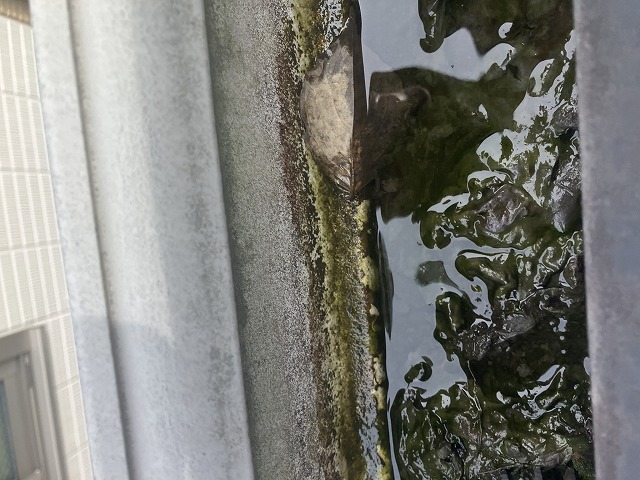 雨樋を流れてきた苔
